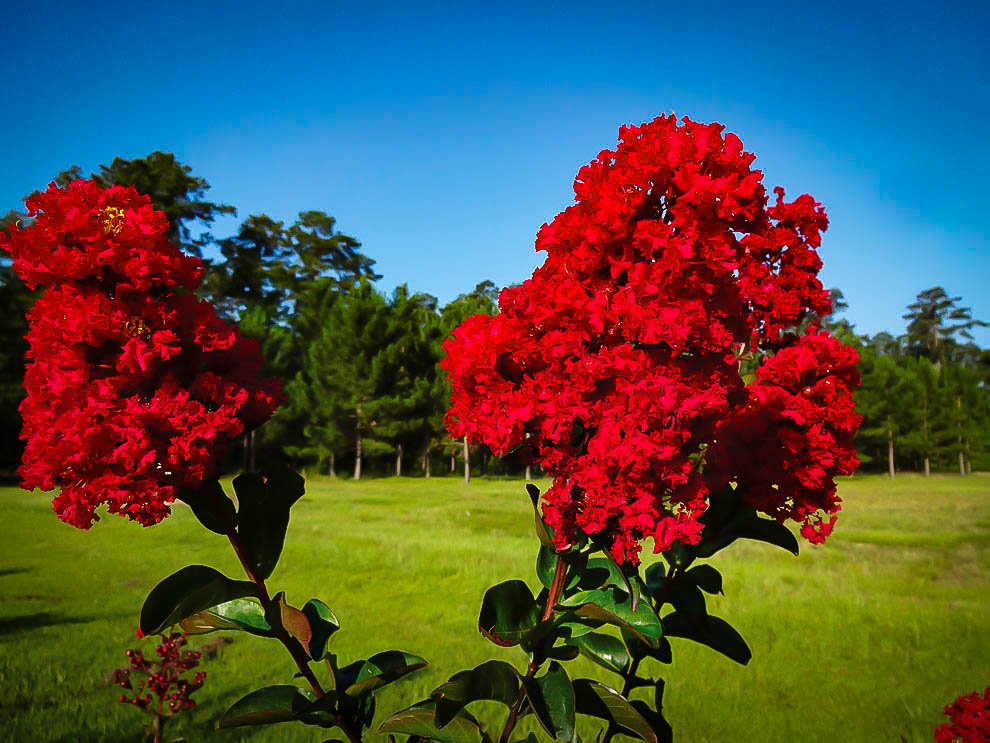 Buy Miss Francis Crape Myrtle Trees Online | The Tree Center™
