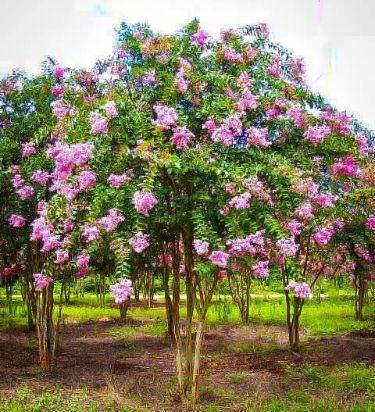 Image of Digging out the rootball of crepe myrtle