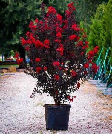 Featured image of post Front Yard Crepe Myrtle Landscaping Pictures / Get inspired by our favorite landscaping ideas, from mountains of hollyhocks to simple grass steps.