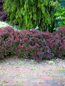 barberry glow rose pygmy crimson center