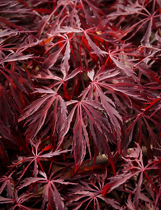 crimson queen japanese maple crimson queen japanese maple