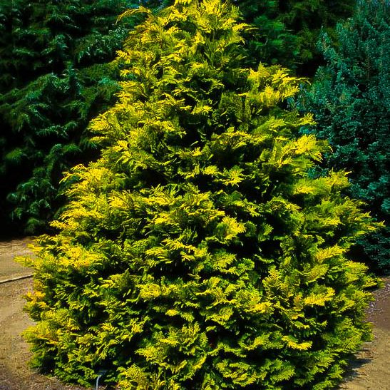 Golden Hinoki Cypress 'Crippsii' For Sale | The Tree Center™