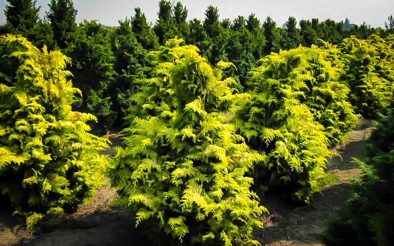 Golden Hinoki Cypress 'Crippsii' For Sale The Tree Center™