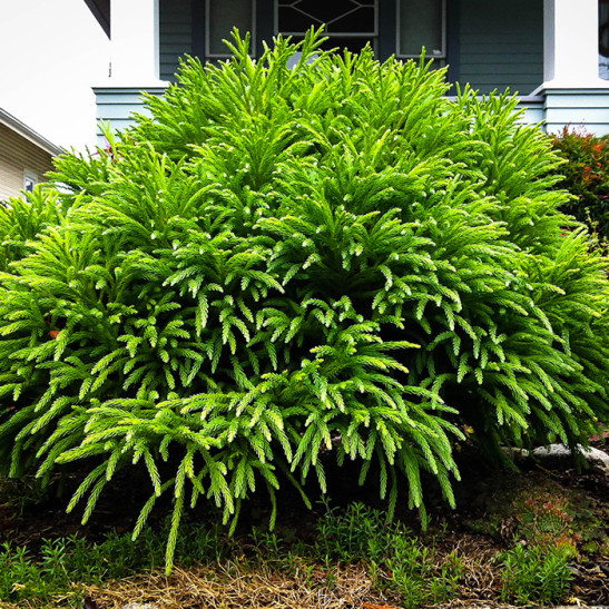 Spiral Japanese Cedar For Sale Online | The Tree Center