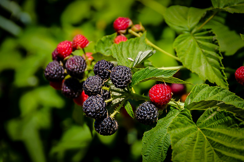 Cumberland Black Raspberry Bushes For Sale | The Tree Center™