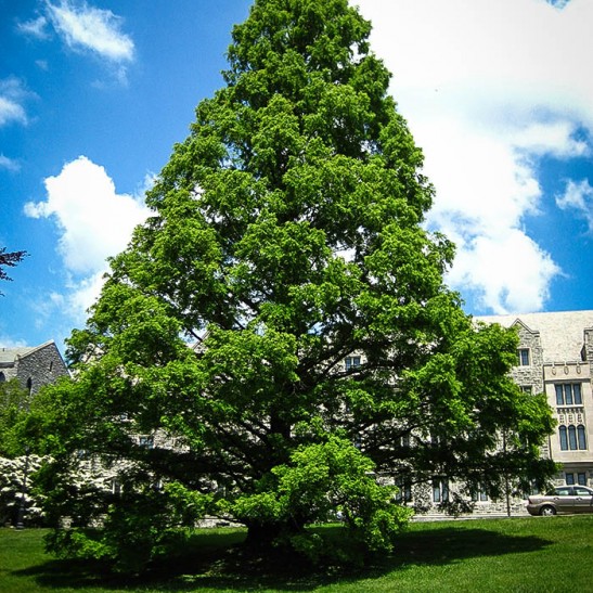Dawn Redwood For Sale The Tree Center™