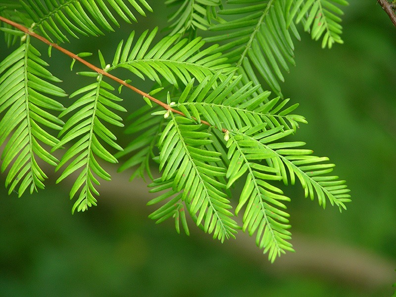 dawn redwood tree metasequoia glyptostroboides