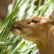 Best Deer Resistant Plants and Shrubs For Your Area