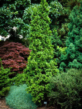 DeGroots Spire Arborvitae