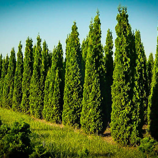 Degroots Spire Arborvitae The Tree Center
