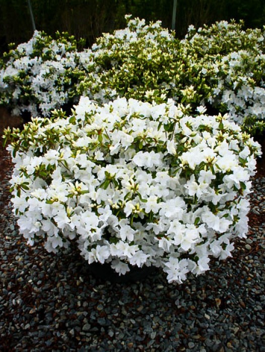 Encore Azaleas