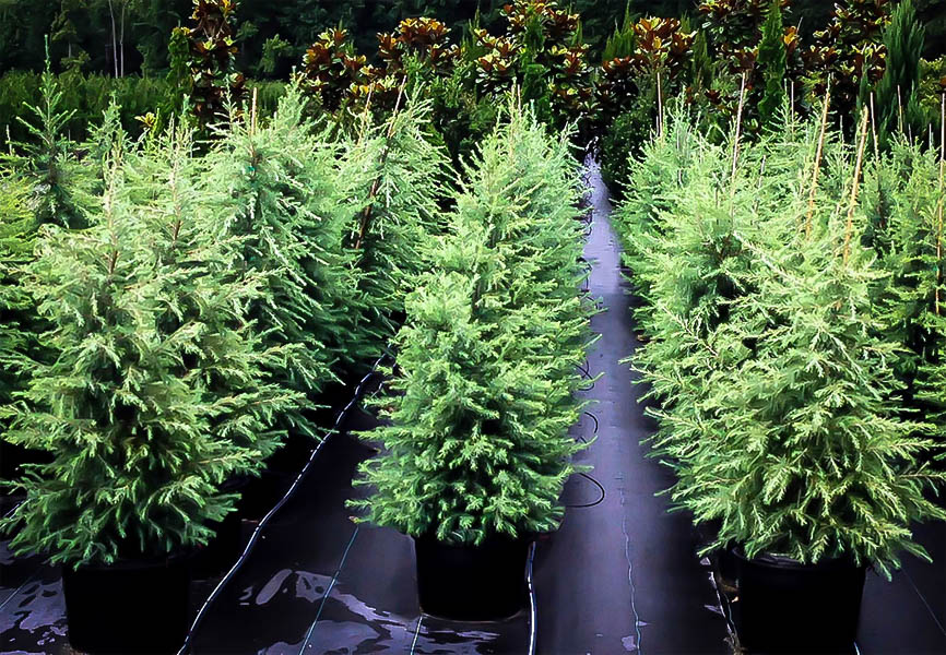 cedar deodar tree trees plant evergreen foot bags sunlight soil center