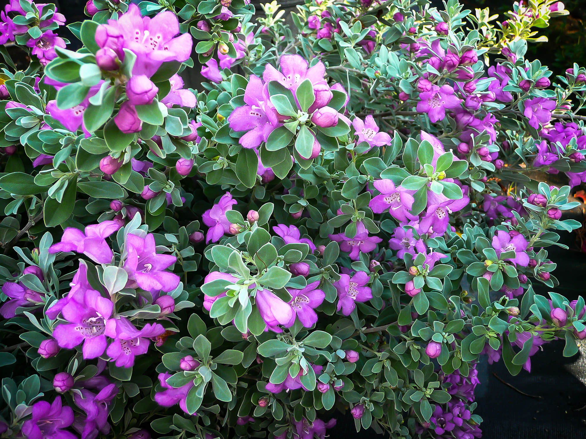 texas sage texas sage