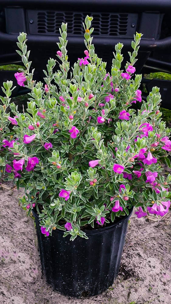 Desperado® Texas Sage Plants For Sale The Tree Center™