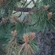 Diseases of Pine Trees
