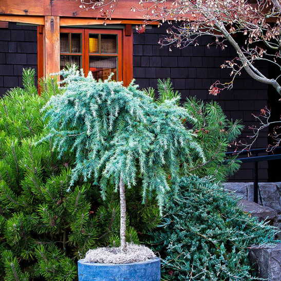 Divinely Blue Deodar Cedar Tree For Sale Online The Tree Center