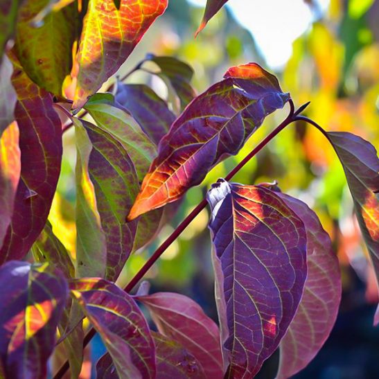 Cayenne Silky Dogwood Shrubs For Sale The Tree Center™