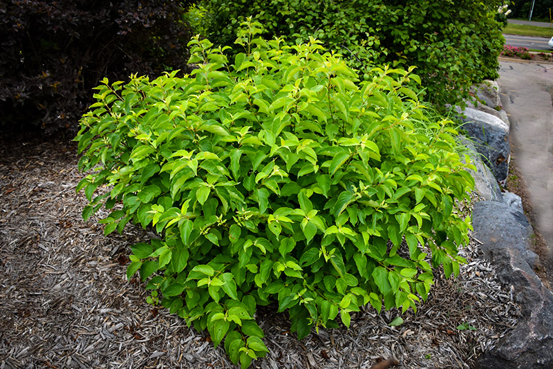 Cayenne Silky Dogwood Shrubs For Sale The Tree Center™