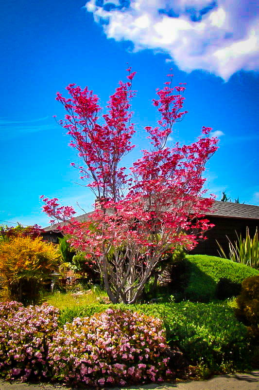 Cherokee Chief Dogwood Trees For Sale | The Tree Center™