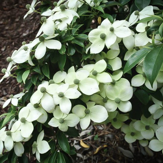 Empress of China Dogwood Trees For Sale The Tree Center™