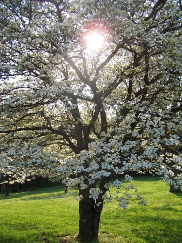 Dogwood Tree in Bloom