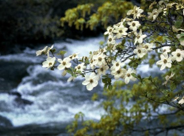 Dogwood Tree