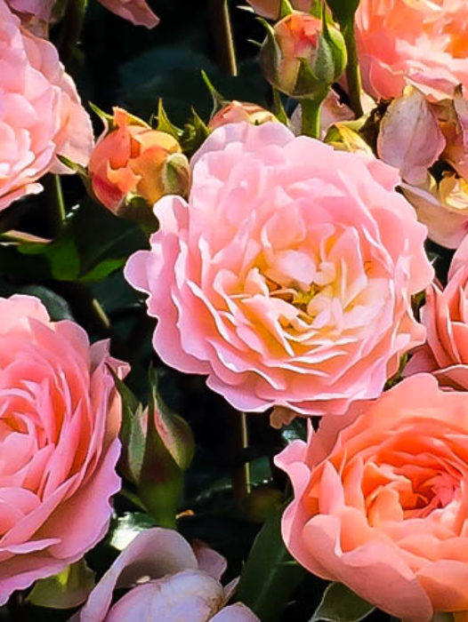 Drift® Roses
