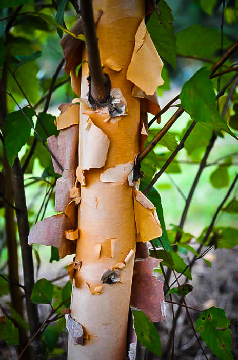 Dura Heat River Birch The Tree Center Plant