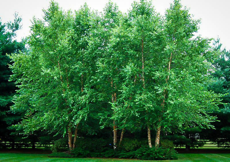 Dura Heat® River Birch Trees For Sale The Tree Center™