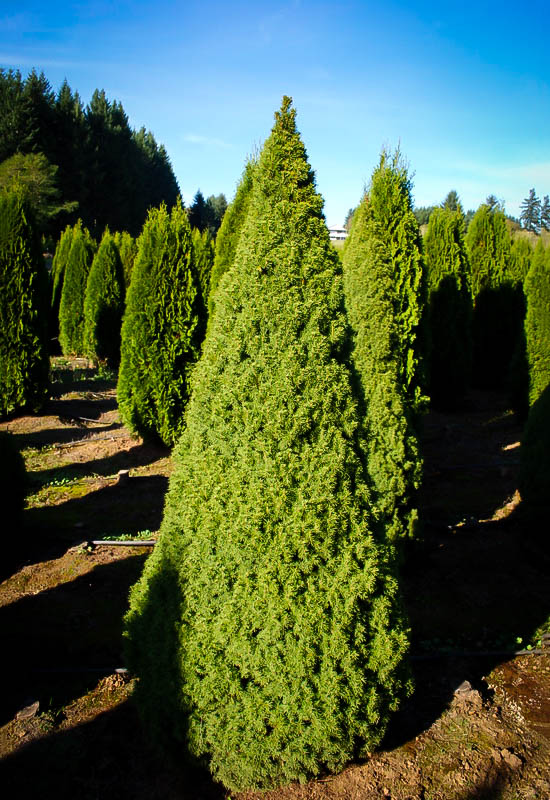 Dwarf Alberta Spruce For Sale Online | The Tree Centerâ„¢