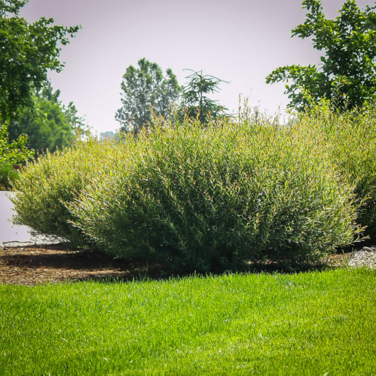 Dwarf Arctic Willow Shrubs For Sale | The Tree Center™