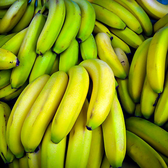 Dwarf Cavendish Banana Trees For Sale The Tree Center™