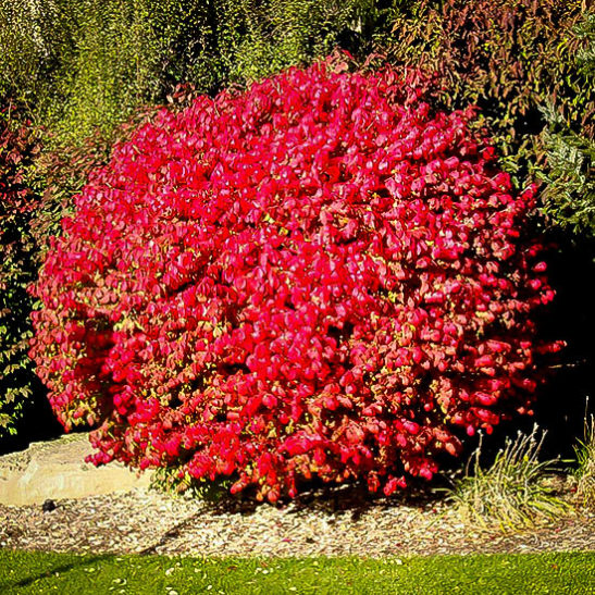 Dwarf Compact Burning Bush For Sale The Tree Center™