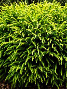 cedar japanese trees dwarf tree globe