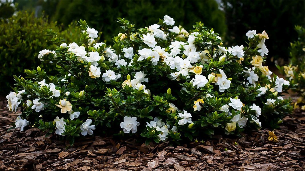 Dwarf Radicans Gardenia For Sale Online The Tree Center Dwarf Radicans Gardenia For Sale Online The Tree Center