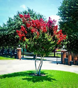 Dynamite Crape Myrtle Tree