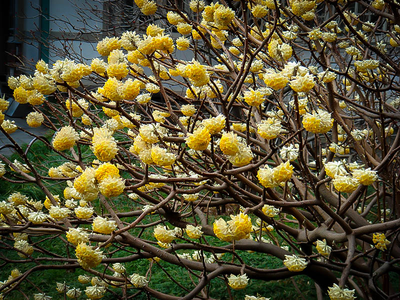 Edgeworthia Paperbush For Sale Online The Tree Center