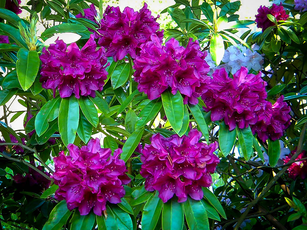 Purple Rhododendron Edith Bosley The Tree Center™