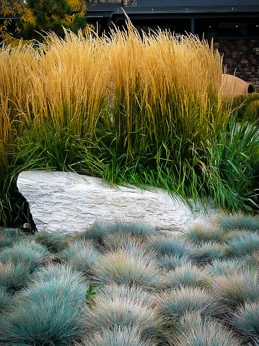 Elijah Blue Fescue Grass For Sale Online The Tree Center™