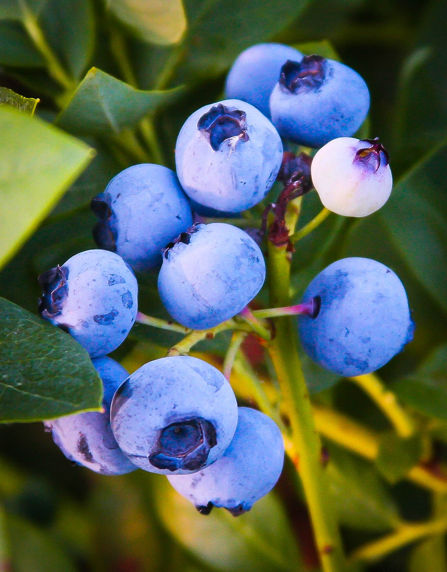 Buy Emerald Blueberry Bushes Online | The Tree Center™