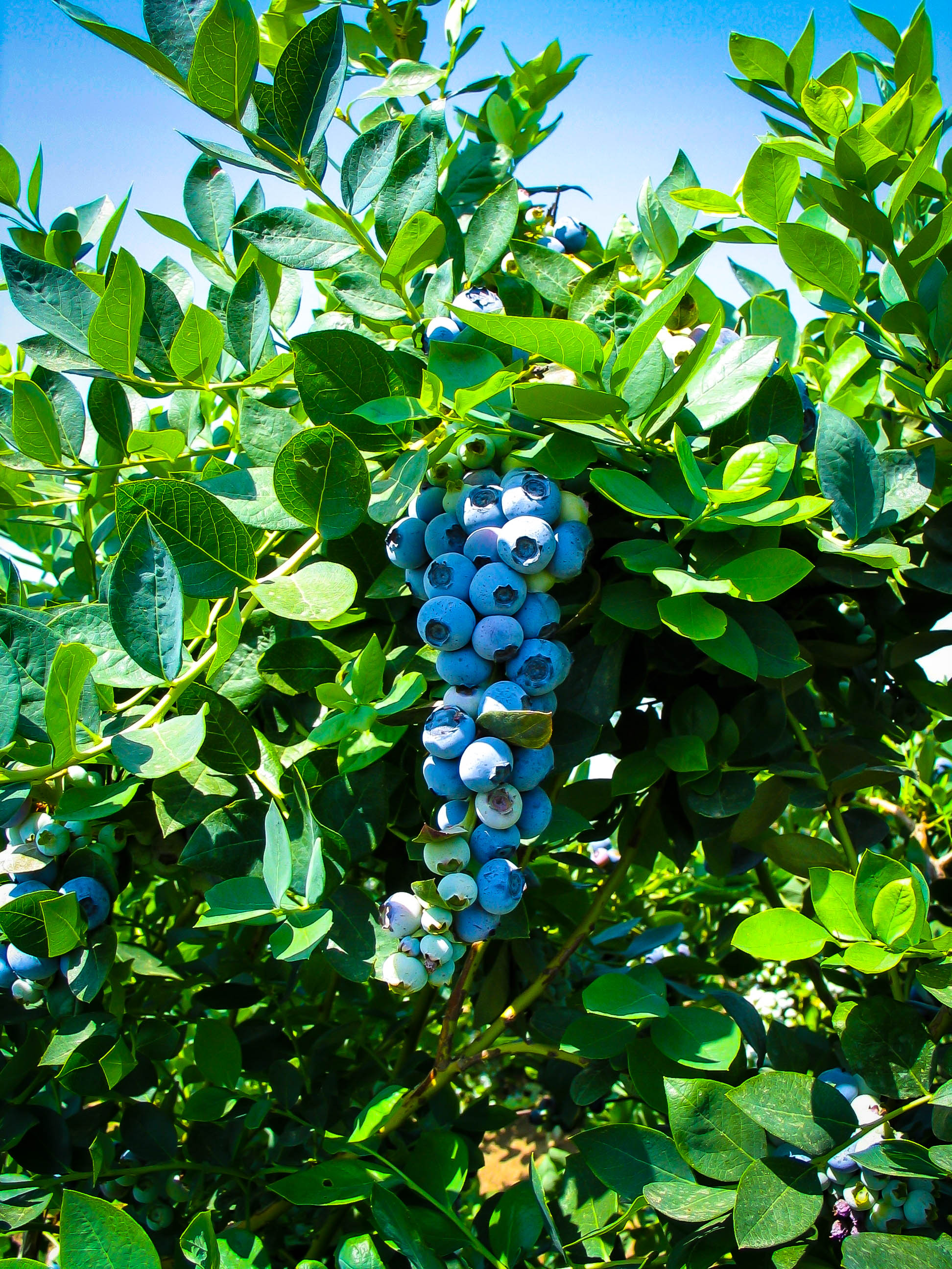 berry plants