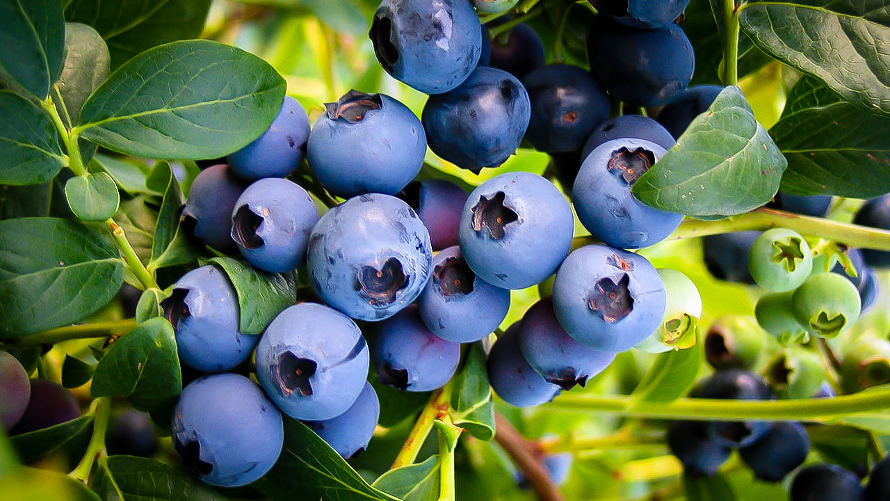 Buy Emerald Blueberry Bushes Online The Tree Center™