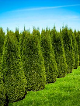 Trees Online With Free Shipping The Tree Center