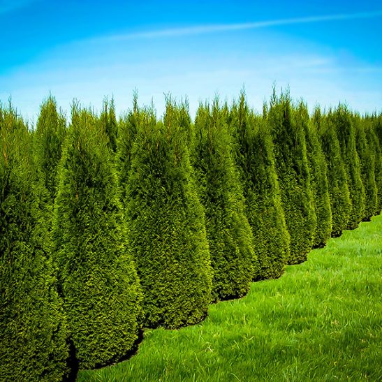 Emerald Green Arborvitae Buy Emerald Thuja Online The Tree Center