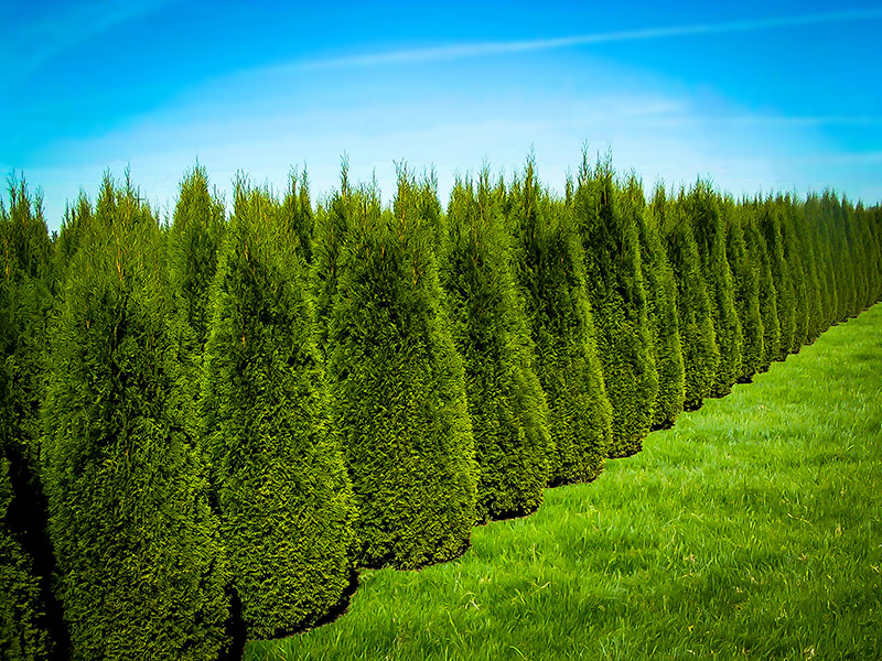 Emerald Green Arborvitae | Buy Emerald Thuja Online | The Tree Center