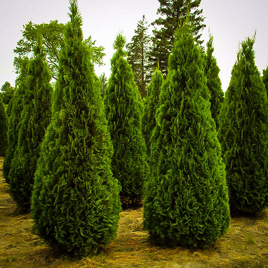 4 Emerald Green Arborvitae Trees (Thuja) - Live Plants In 1 QT Grow Bags - Privacy Screen