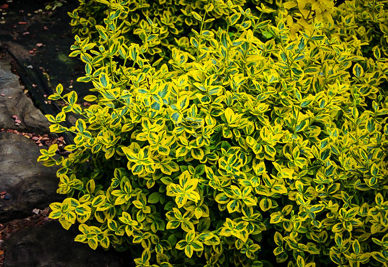 Emerald N' Gold Euonymus Wintercreeper For Sale Online