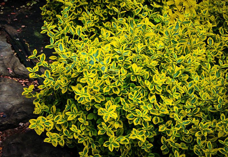 Emerald N� Gold Euonymus Wintercreeper For Sale Online