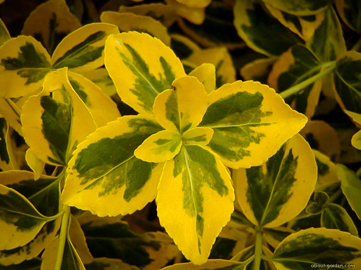 Emerald N Gold Euonymus Wintercreeper For Sale Online 