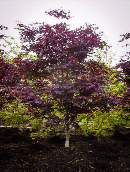Ever Red Japanese Maple For Sale Online | The Tree Center
